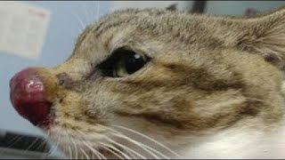 Removing A Gigantic Cuterebra From Poor Cat's Nose (Part 77) by Strange incident 15,525 views 3 days ago 1 minute, 7 seconds