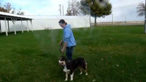 Board and Train Dog Tris Day 1 Intro to Prong and Heel