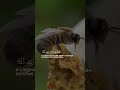 Сура Ан - Нахль