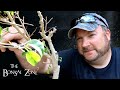 Bonsai J Styles a Troubled Ficus benjamina, The Bonsai Zone, Sep 2020