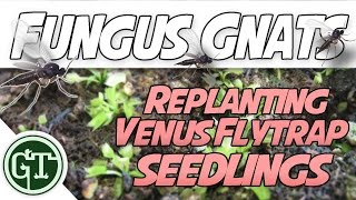 Replanting Baby Venus Flytraps & Killing Fungus Gnats