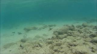 Buceando por La Graciosa. Playa de La Francesa.