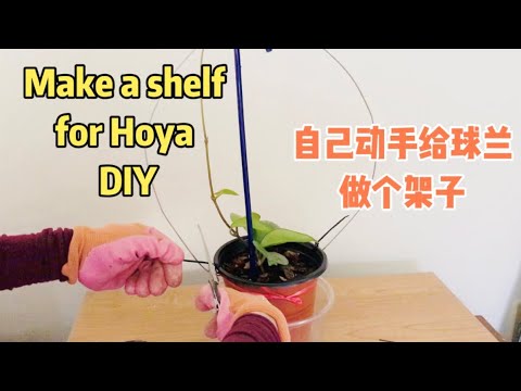 自己动手给球兰做个花架子Make a shelf for Hoya#diy #hoya #球兰 - YouTube