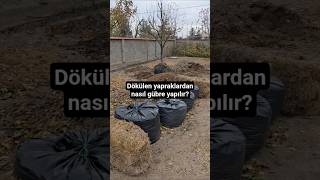 How To Make Fertilizer From Fallen Leaves?