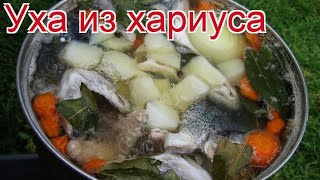 Рецепты из хариуса - как приготовить хариуса пошаговый рецепт - Уха из хариуса за 240 минут Рецепты из хариуса - как приготовить хариуса пошаговый рецепт - Уха из хариуса за 240 минут