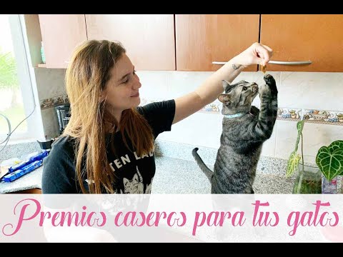 Video: Receta De Golosinas Caseras Para Gatos