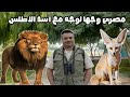 I Met An Atlas Lion A Desert Fox And A Rhinoceros Face To Face For The First Time In Morocco A 
