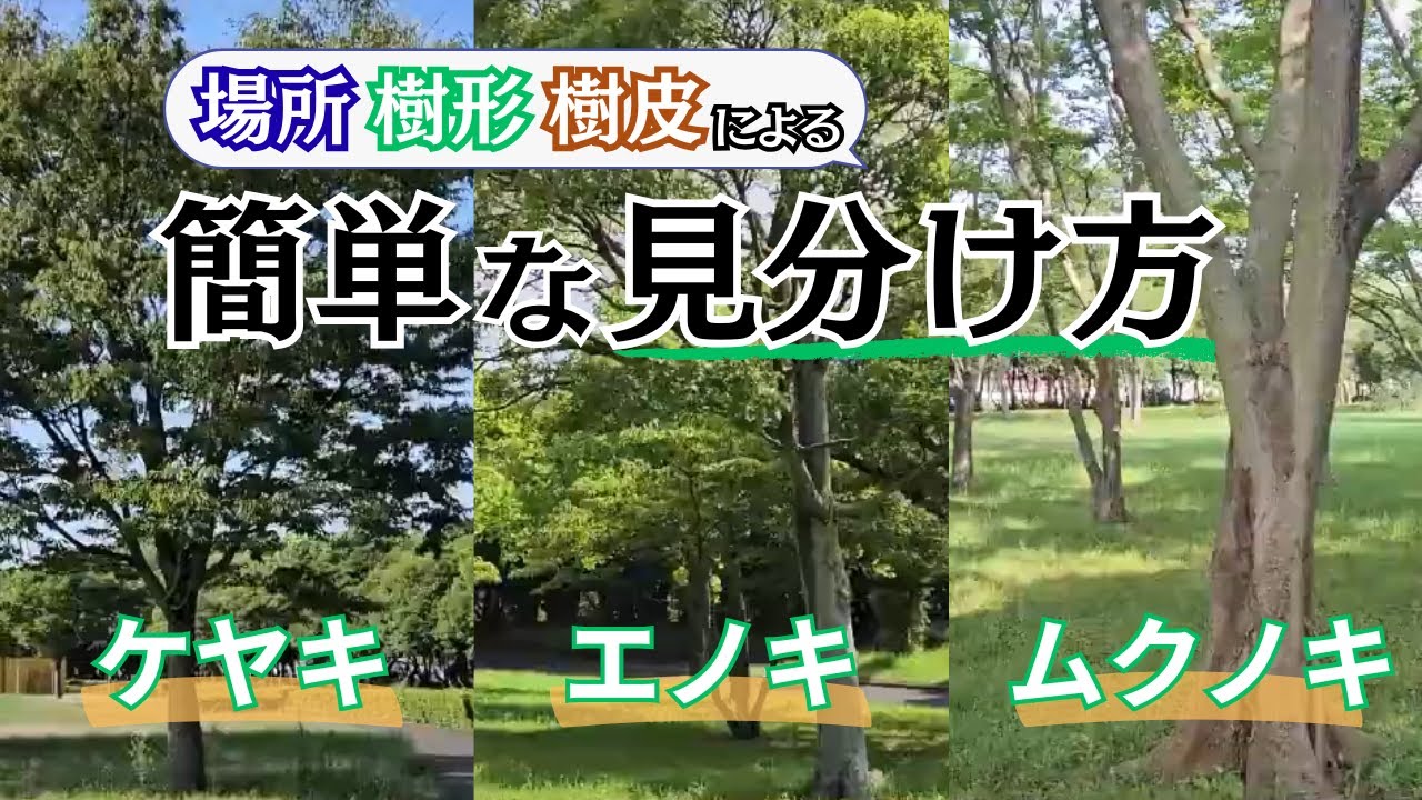 Plant Observation] Roughly identify Zelkova, Chinese hackberry 