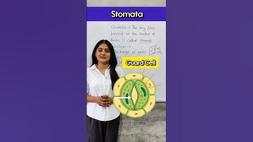 STOMATA for Class 7th | Nutrition in plants class 7 chapter 1
