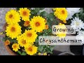 Chrysanthemum flower  chrysanthemum plant care  how to grow mums  chandramallika