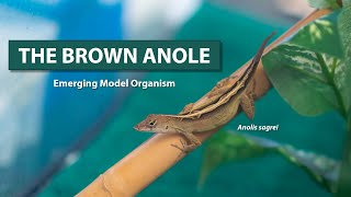 Leapin Lizards A New Model To Study Reptile Development