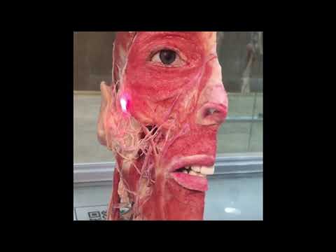 Zygomatic major& minor muscles