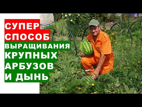 Супер способ выращивания крупных арбузов и дынь