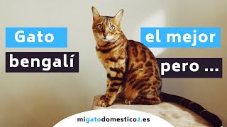 GATO BENGALÍ  El mejor gato híbrido pero ......