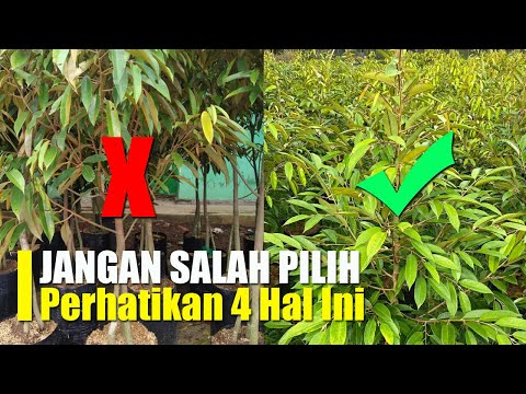 Cara Memilih Bibit Durian Yang Bagus dan Cepat Berbuah