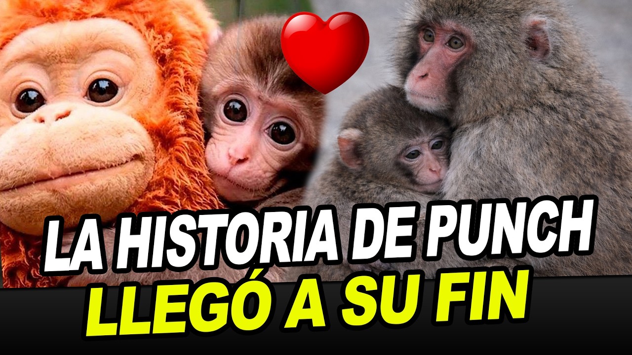 PUNCH el MONITO: La HISTORIA LLEGÓ a su FIN ¡ENCONTRÓ UNA NUEVA FAMILIA!