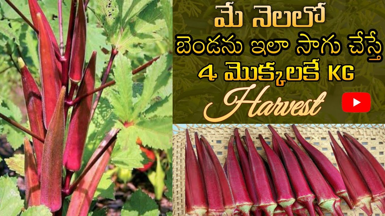 Growing Okra in MAY month 4 Plants get 1KG Harvest Organic Okra Very