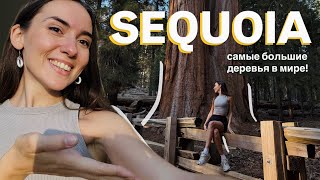Sequoia National Park: cамые большие деревья в мире | влог Калифорния, США