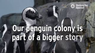 We're Helping African Penguins PengWin!