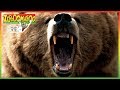 🐵🐻 Zoboomafoo 123 | Bears | Animal shows for kids | Full Episode | HD 🐵🐻