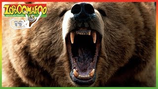 🐵🐻 Zoboomafoo 123 | Bears | Animal shows for kids | Full Episode | HD 🐵🐻