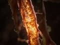 Endothelial Dysfunction: How Blood Vessels Lose Control Over Time