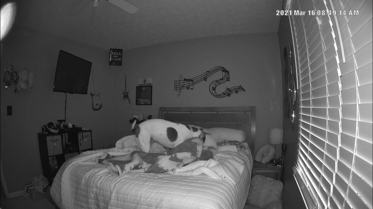 My dog messing up my bed. YouTube