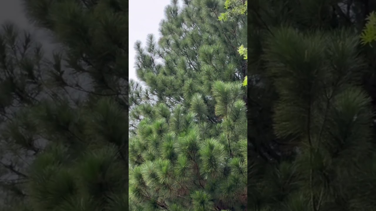 European Park in Putrajaya, evergreens, pine trees, nature, view