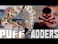 Deadly Baby Puff Adders and Rattlesnakes! Highly Venomous | Tyler Nolan