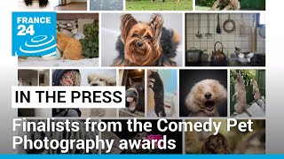 Comedy pet award finalists: Toilet paper cats, headless horse and camera-shy rat • FRANCE 24