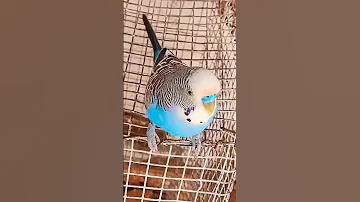 زقزقة العصافير طائر البادجي تغريد و لحن عصافير الحب Birds Trending اشتراك طيور عصافير 