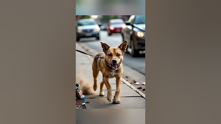 Hero Dog Saves Kitten from Speeding Car | Heartwarming Animal Rescue Short Film