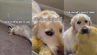 Golden Retriever Tells Cheesy Dad Joke by Charlie The Golden 18 14,572 views 4 days ago 3 minutes, 12 seconds