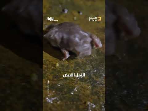الضفدع البنفسجي الهندي: مخلوق فريد يعيش تحت الأرض
