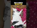 初めての育児で魂が抜けた猫