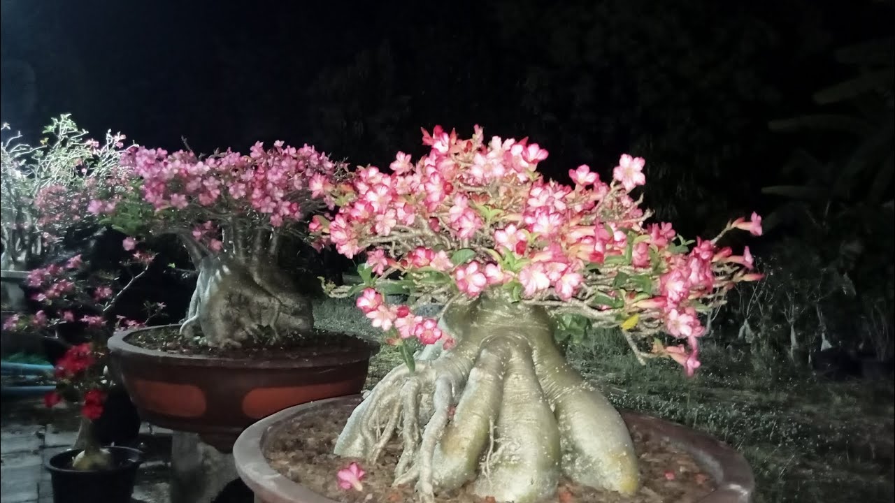 ชวนชมยามดึก 17/2/69 ติดต่อ LINE ID: e23hkz 