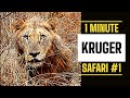 Short Kruger National Park Animal Safari #1 | Kruger Park Sightings