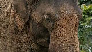 Asian Elephant Trumpet