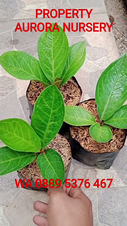 🌟 JEMANI MANGKOK HYBRID ECONOMIC PACKAGE 🌟 #anthurium #ornamentalplants #aglonema #viral