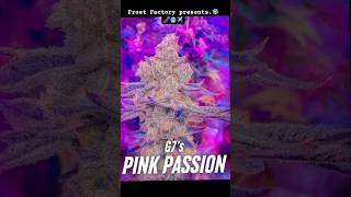 This Frosty Plant Will Blow Your Mind!