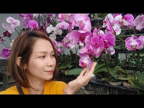 Video: Paano Mag-aalaga Ng Mga Orchid Sa Taglamig