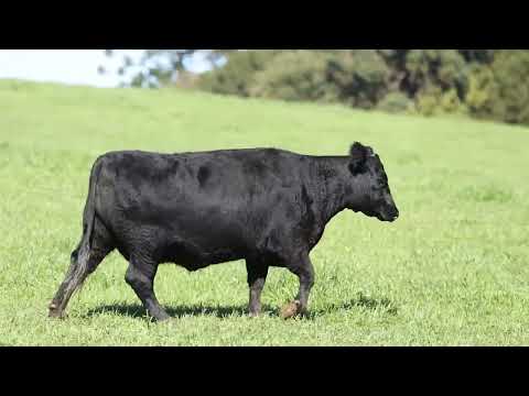 LOTE 45   TE748 EREMITA ANGUS DA LIMEIRA
