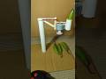 New chilli cutter machine with Dcmotor • Intion kiru