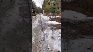 Flexible Deer Jumps Over a Fence