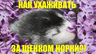 Советы по уходу за щенком норки. Норка в доме Советы по уходу за щенком норки. Норка в доме