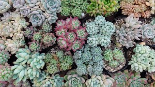 ♥️03 札落ち エケベリアsp／多肉植物 307 [I'm worried it will wither] My succulent was damaged