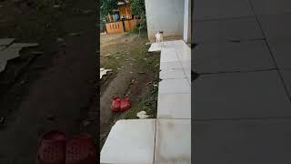 Download Lagu ajojing puss🤣🤣🐈🐈💕💕#funny #shortsvideo #cute #cat #catlover #kitten MP3