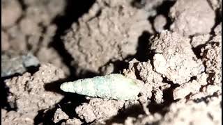 Documentary of snail (allopeas clavulinum) come out of shell .