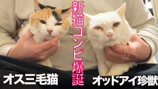 オス三毛猫＆宝石珍獣、新コンビ爆誕! New Cat Duo “Healins”