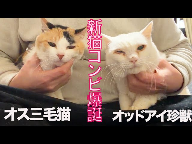 オス三毛猫＆宝石珍獣、新コンビ爆誕！ New Cat Duo “Healins” - YouTube
